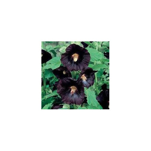 Organic Hollyhock Flower Seeds for Planting [neera-v5-daa8b73194d415c91be0]