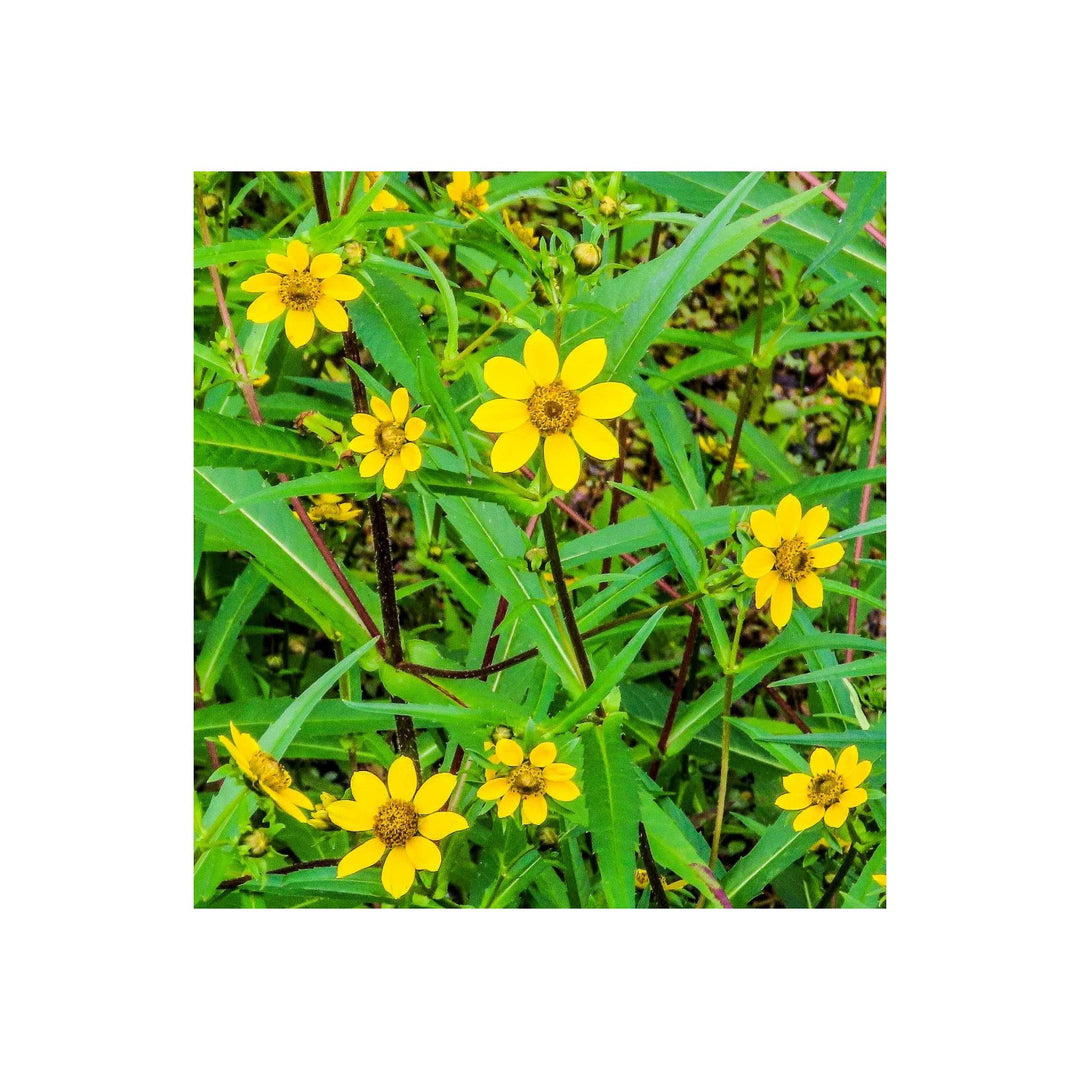 Yellow Bur Marigold Flower Heirloom Non Gmo Garden Planting Flower Seeds Home Garden [neera-v5-daba62b482a3ea2eadf9]