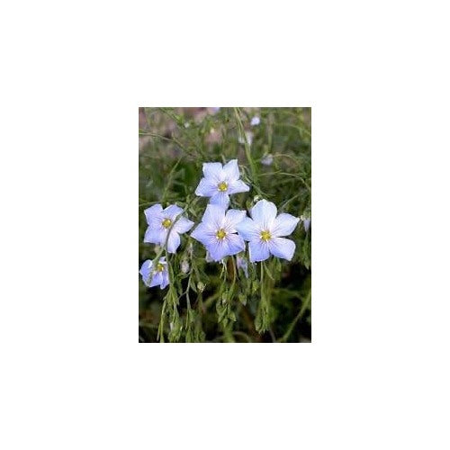 Blue Flax Flower For Planting Organic Heirloom Non Gmo Wildflower Flower Seeds for Home Garden [neera-v5-dabb13410667660fa1c6]