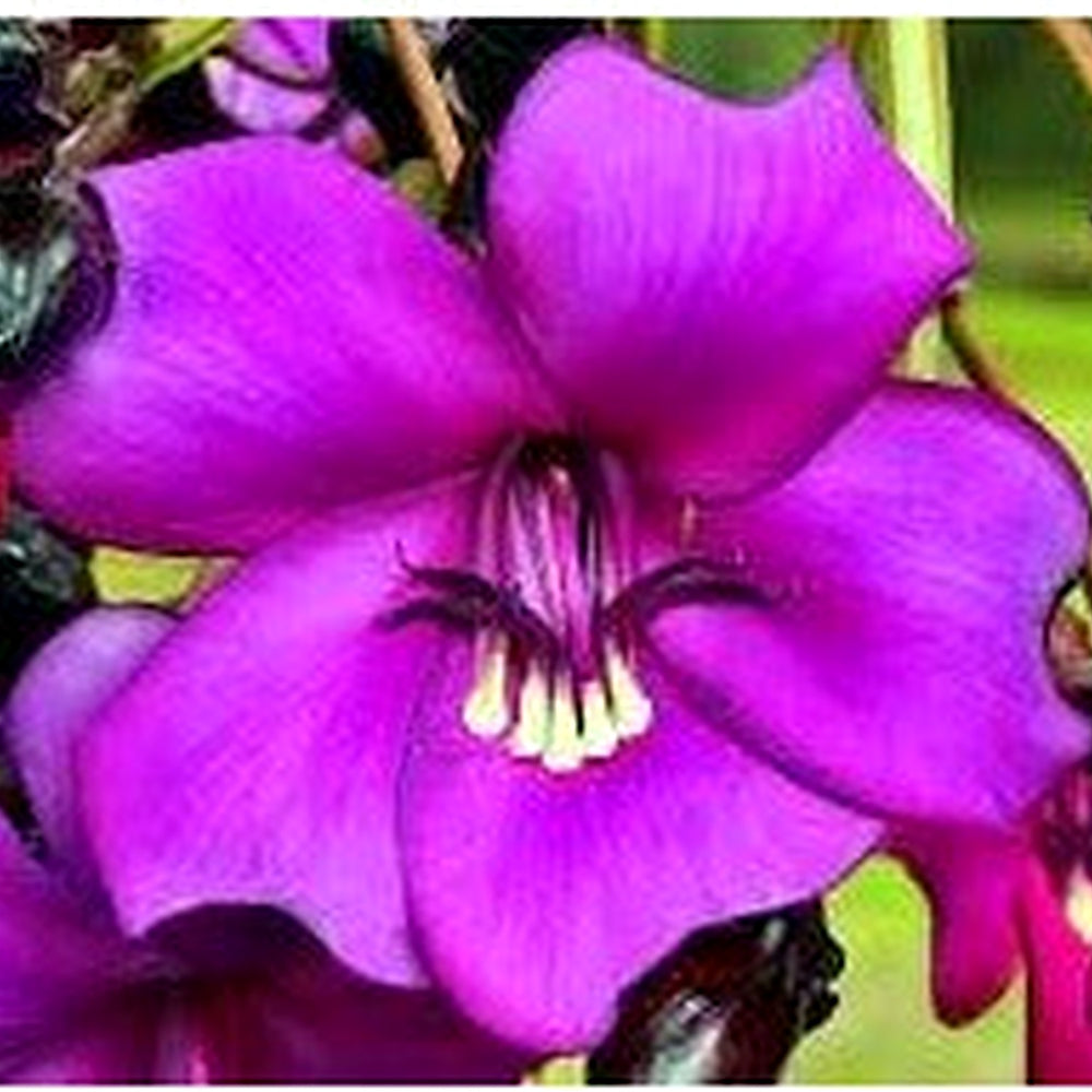 Meriania Nobilis Flower Seeds for Garden Planting [neera-v5-dabb8f20b0f418e4ba67]