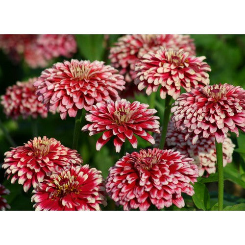 Red Cream Zinnia Flower Seeds for Planting [neera-v5-dabff2a35654ca9f36b5]