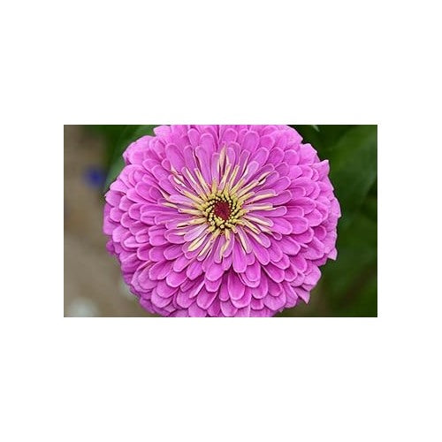 Lavender Zinnia Flower Seeds for Planting [neera-v5-dac1b7e54f81bdd38ff1]