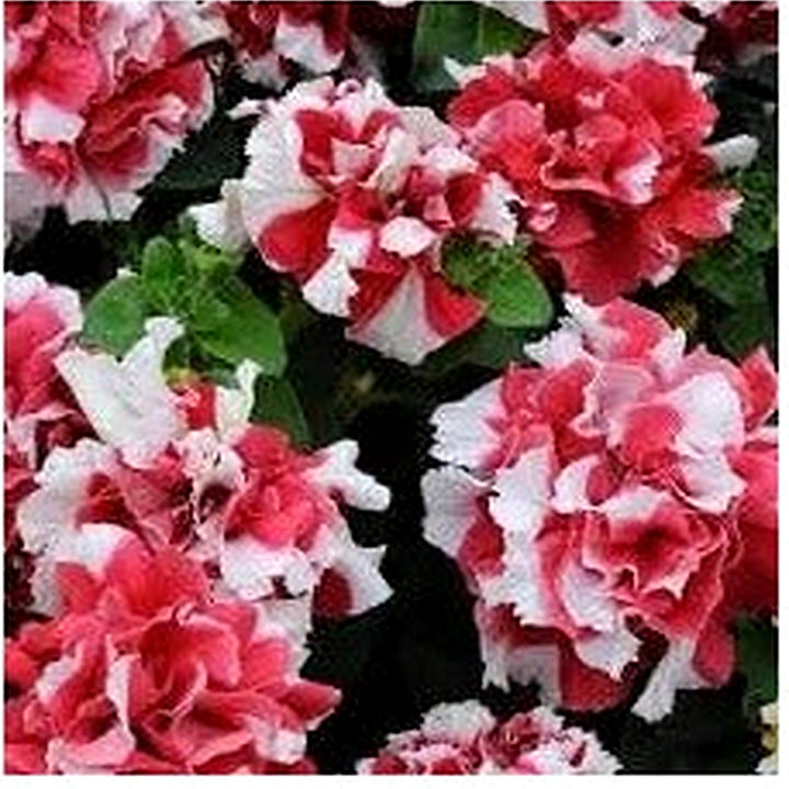 Red White Double Petunia Flower Seeds for Planting [neera-v5-dac8a696c18688f1bb12]