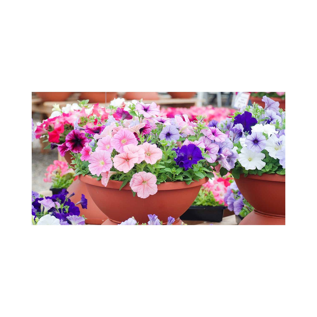 Lila Petunia Flower For Garden And Container Planting Flower Seeds for Home Garden Planting, Exotic [neera-v5-dace3156333fd6823ef8]