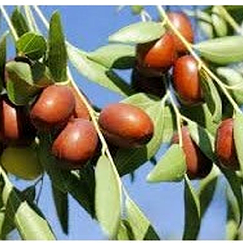 Brown Ziziphus Jujuba Fruit Seeds for Planting [neera-v5-dad139ad30d1ad3db59f]