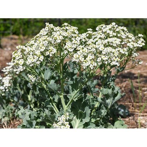 Seakale Flower Seeds for Planting [neera-v5-dadae3ac2010fed90ea1]