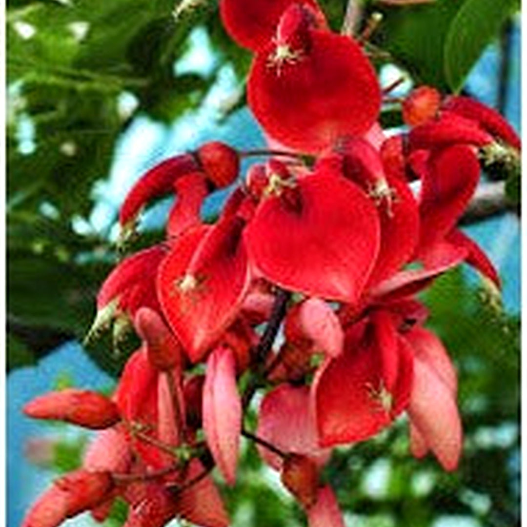 Heirloom Non-GMO Erythrina Crista-Galli Flower Seeds for Planting [neera-v5-daecd7ed2d25c62a8483]