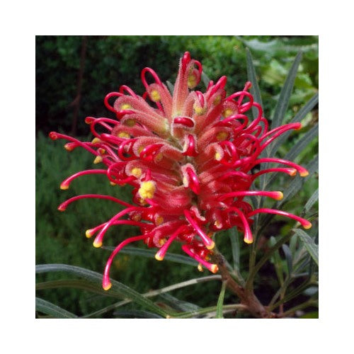 Heirloom Non-GMO Grevillea Flower Seeds for Planting [neera-v5-daf1b8e1ab97e4a05025]
