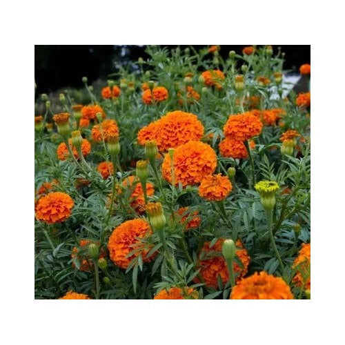 Orange Crackerjack Marigold Harvest Fresh Organic Heirloom Non Gmo Easy To Grow Annual Blooms [neera-v5-dafce74a82ae6c84021b]