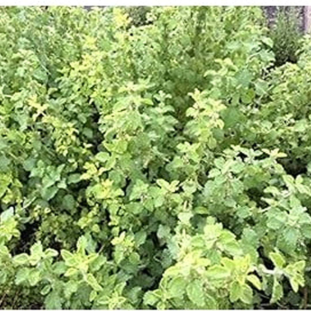 Light Green Marrubium Vulgare Plant Seeds [neera-v5-db0e47049fec8a30514d]