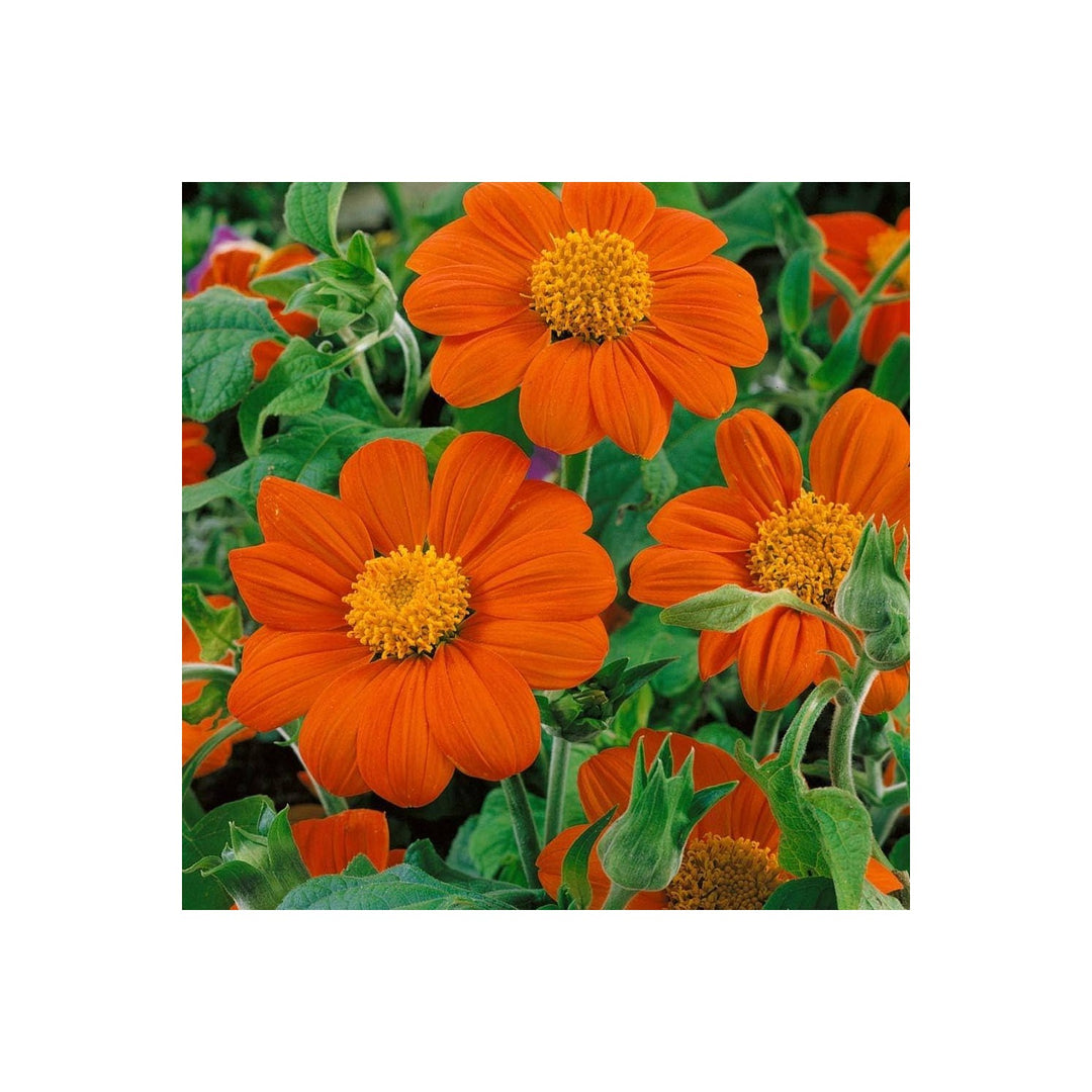 Orange Tithonia Speciosa Flower For Planting Flower Seeds for Home Garden Planting, Fragrant [neera-v5-db0ede7297d9d19ef2ec]