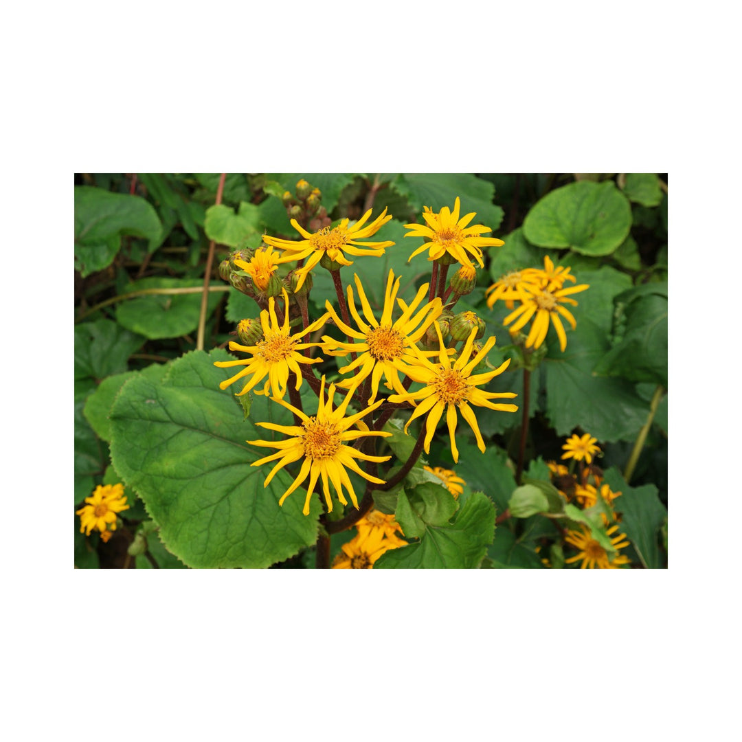 Heirloom Ligularia Dentata Flower Non Gmo Bold Foliage And Blooms Shaded Garden Planting Flower [neera-v5-db162255d90df7e2d4c8]