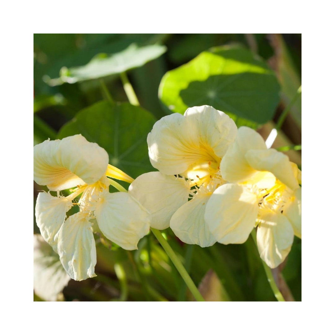 Cream Heirloom Non Gmo Nasturtium Flower Garden Planting Edible Decorative Blooms Flower Seeds [neera-v5-db195049fe8ec4a5a9c2]