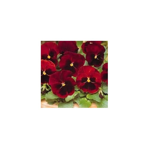 Heirloom Red Black Pansy Flower Seeds for Planting [neera-v5-db19e858d4f4be03f65d]