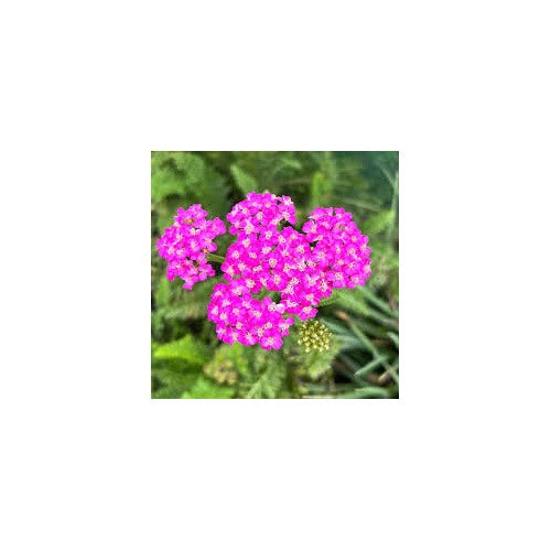 Pink Achillea Yarrow Flower Seeds [neera-v5-db2bcfc1acb339889276]