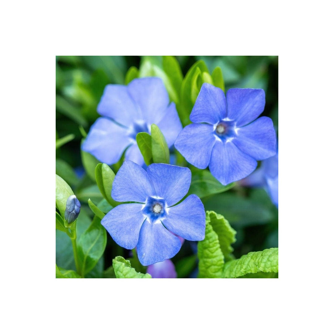 Blue Heirloom Non Gmo Sky Periwinkle Flower Serene And Colorful Garden Planting Flower Seeds [neera-v5-db2ce80b152345d1d82e]