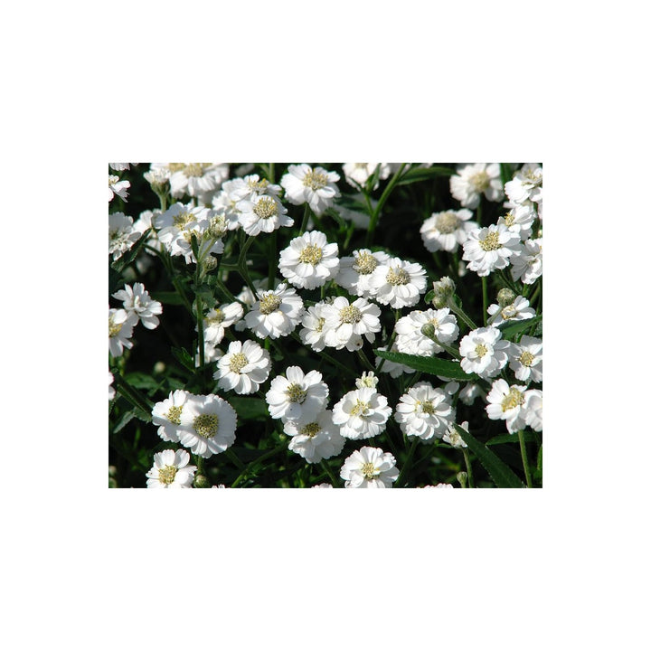 Yarrow Achillea Ptarmica Perle Marsh Flower For Planting In Backyard Gardening Borders Flower [neera-v5-db309eabb7200139632a]
