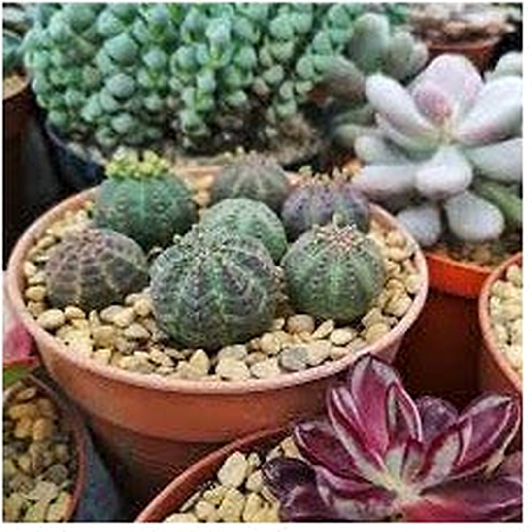 Green Euphorbia Obesa Plant Seeds for Planting [neera-v5-db35085e14264e9763f9]