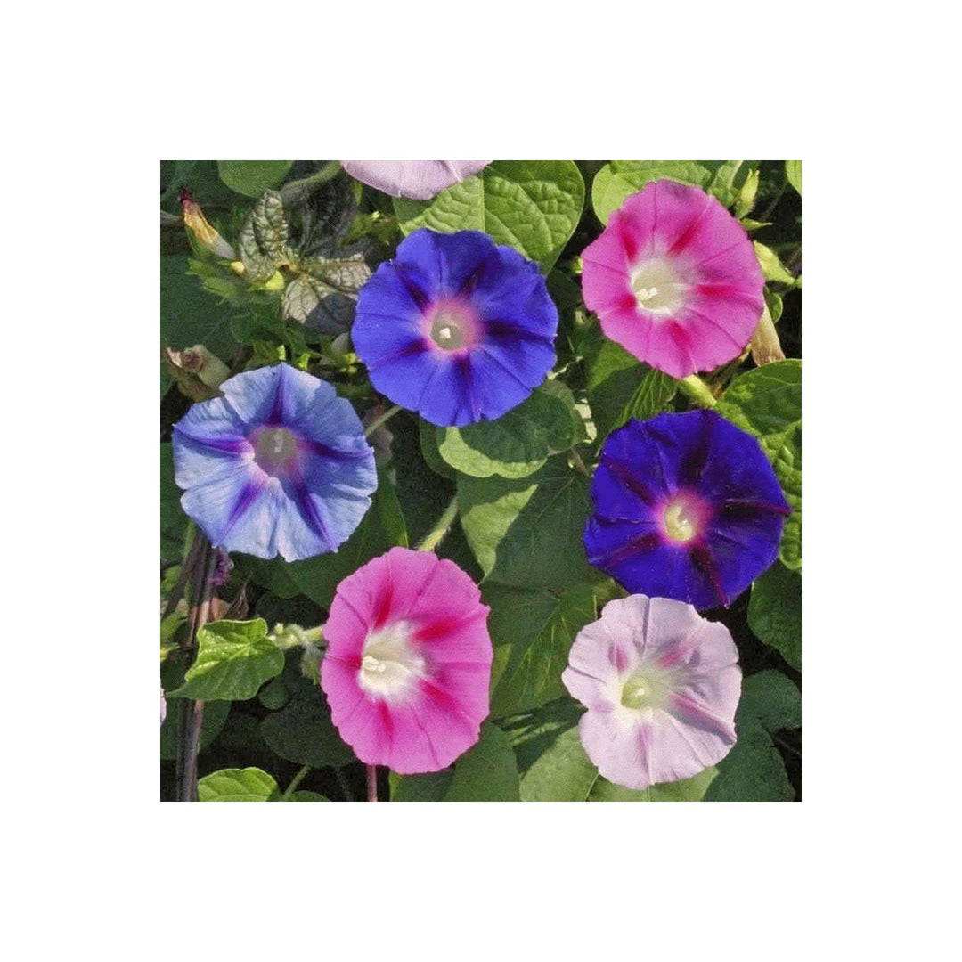 Morning Glory Ipomoea Purpurea Flower For Vertical Garden Flower Seeds for Home Garden Planting, [neera-v5-db41f6959b13ecb43141]