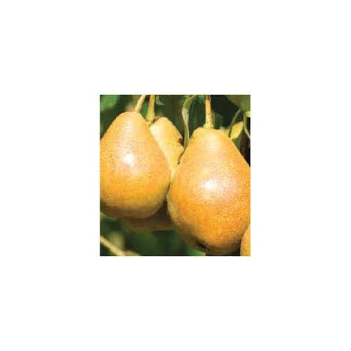 Taylor’s Gold Pear Fruit Seeds for Planting [neera-v5-db4fe6eb69505b8e20b6]