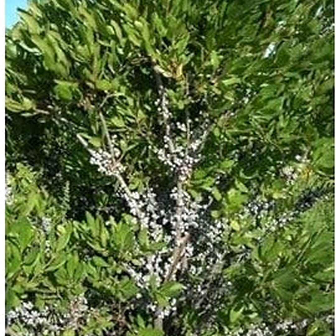 Green Myrica Pennsylvanica Plant Seeds for Planting [neera-v5-db5721c18ec653d6e6da]