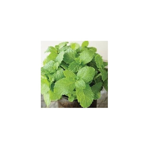 Japanese Mint Seeds for Planting [neera-v5-db5747a9aa8be8668435]