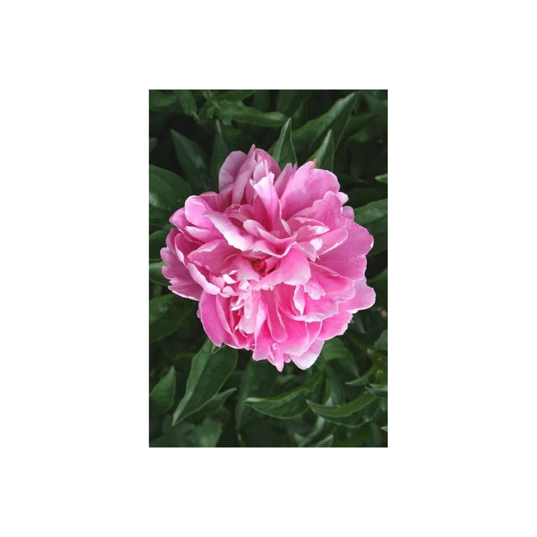 Peony Paeonia Lactiflora Ypink Flower For Planting Ideal For Backyard Garden Seasonal Blooms [neera-v5-db59ad3b57b18bc36fb6]