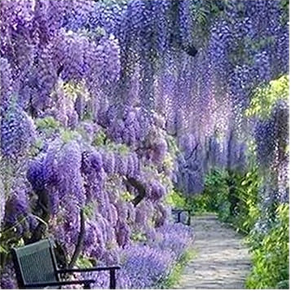 Heirloom Non-GMO White Blue Wisteria Flower Seeds for Planting | High Germination Organic Garden Seeds [neera-v5-db5b27c680cc681b71a9]