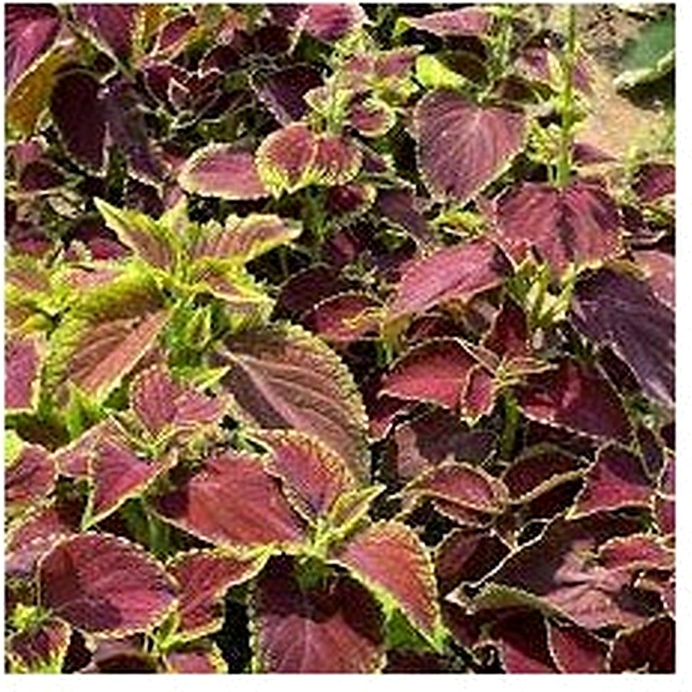 Coleus Multi-Colored Plant Seeds [neera-v5-db5dbd5b66c240e3fed0]