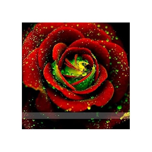 Red Green Rose Flower Plant Seeds for Planting [neera-v5-db61e9d33a14e14c7738]