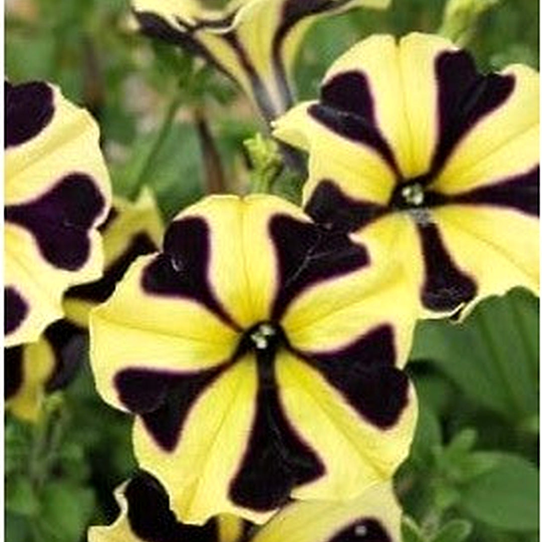 Black Yellow Petunia Flower Seeds for Planting [neera-v5-db63539bee360d39da59]