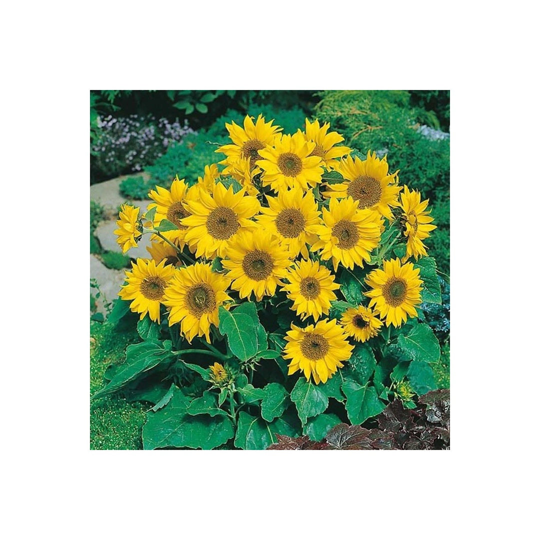 Sunflower Helianthus Annuus Flower For Planting In Dwarf Home Garden Flower Seeds for Home Garden [neera-v5-db6bbbd247092d4a5ffa]