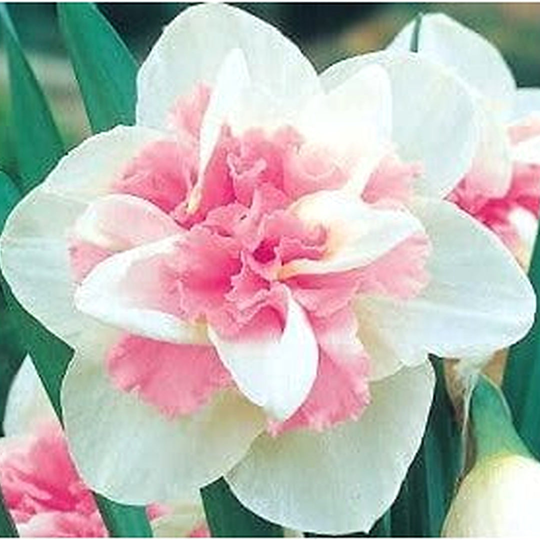 Baby Pink Narcissus Seeds for Planting [neera-v5-db6dae175c1e7b1ed6da]