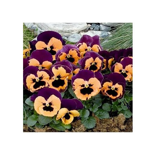 Heirloom Non-GMO Purple Orange Pansy Flower Seeds for Garden Planting [neera-v5-db71f6867a321549931b]