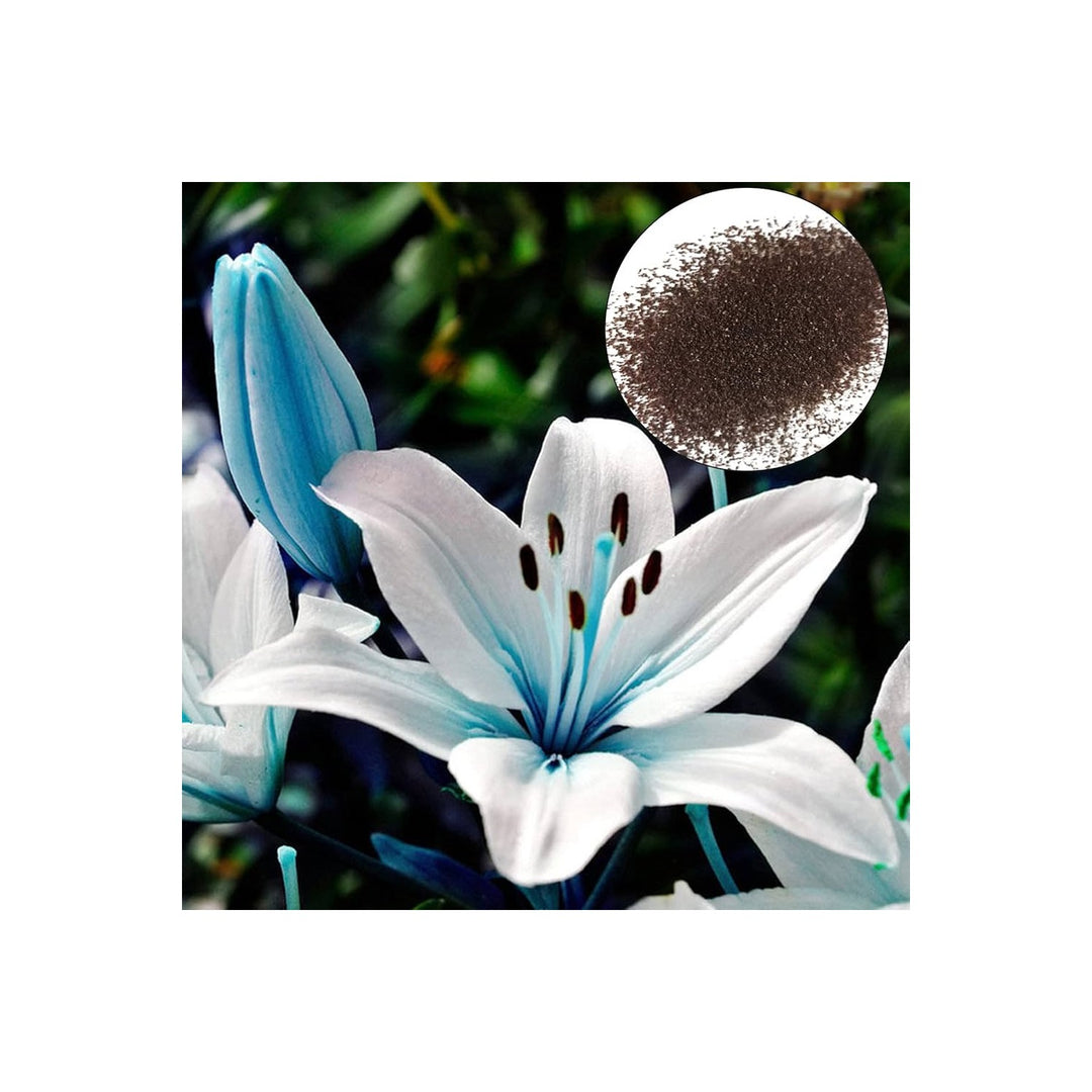 Blue Heart Lily Lilium Spp Flower For Indoor Pots Or Backyard Gardening Flower Seeds for Home [neera-v5-db7286c406f6dff5e32f]