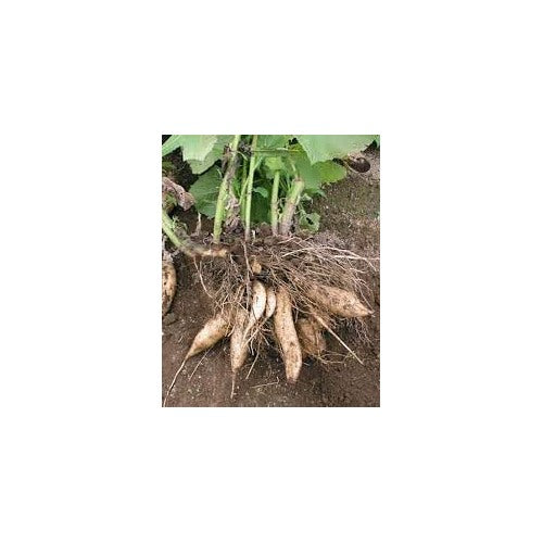 Ground Apple Plant Seeds for Planting [neera-v5-db7628e71d3fcbec8eb8]