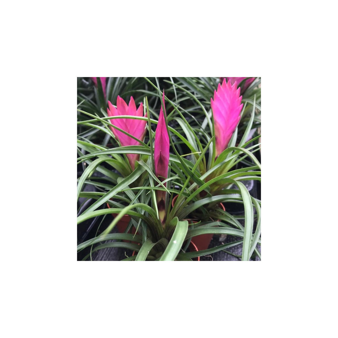 Pink Organic Heirloom Non Gmo Tillandsia Cyanea For Planting Air Plant Blooms Flower Seeds for Home [neera-v5-db7ad64f726adb06bb17]