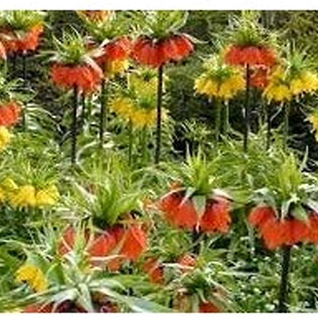 Crown Imperial Flower Seeds for Planting [neera-v5-db7fe5e61c09b5f7dcde]