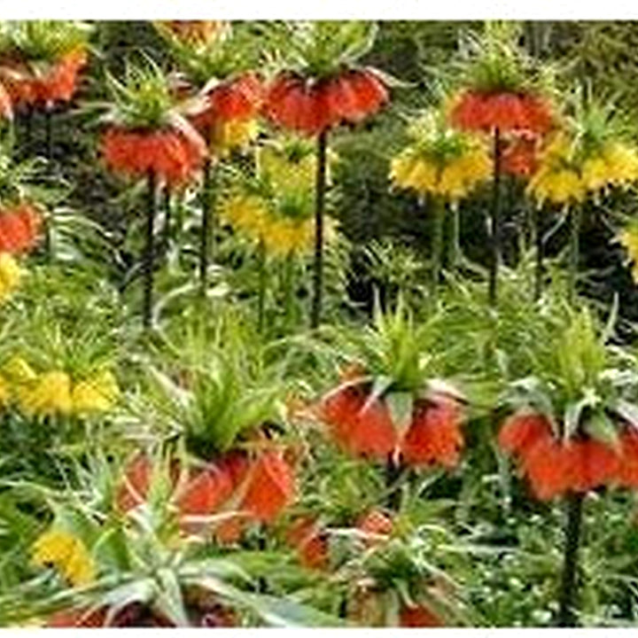 Crown Imperial Flower Seeds for Planting [neera-v5-db7fe5e61c09b5f7dcde]
