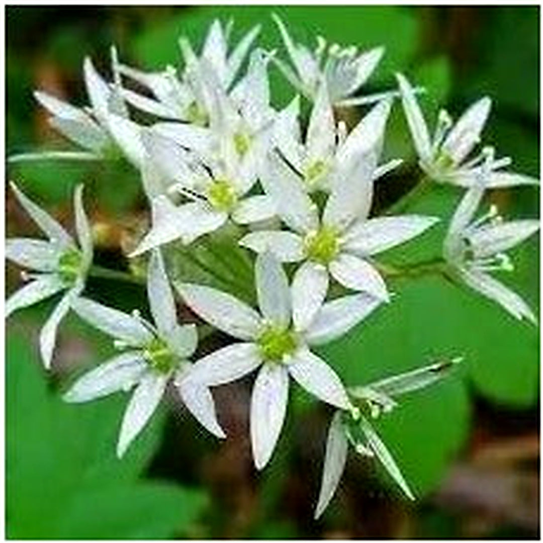 Ursinum Flower For Planting Non Gmo Flower Seeds for Home Garden Planting, Landscape Organic [neera-v5-db9cc2f9b0f44330369d]