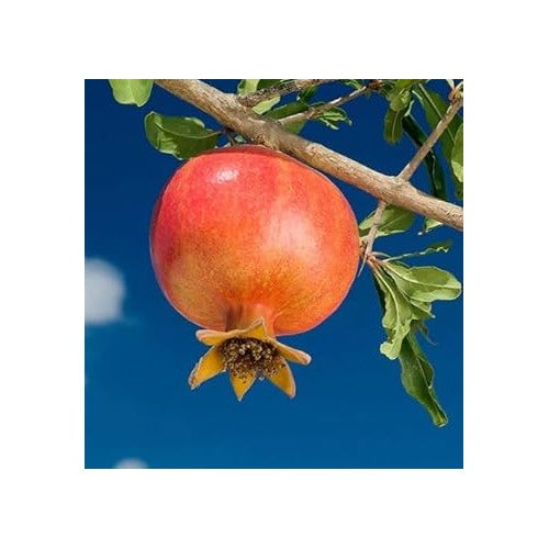 Orange Pomegranate Fruit Seeds for Planting [neera-v5-dba3ebf7cd52f23e168e]
