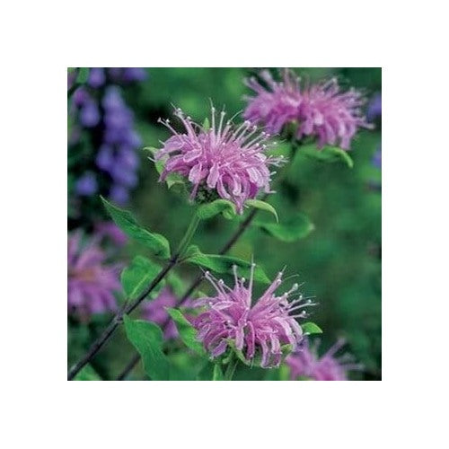 Lavender Bergamot Plant Seeds [neera-v5-dba3fde4db68a49b405b]