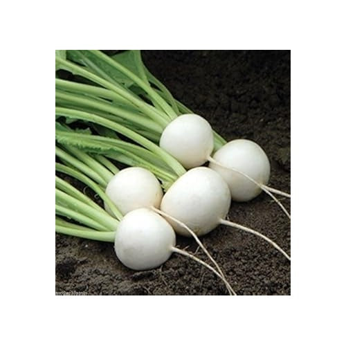 White Turnip Vegetable Seeds for Planting [neera-v5-dba56c1ab060e866d498]