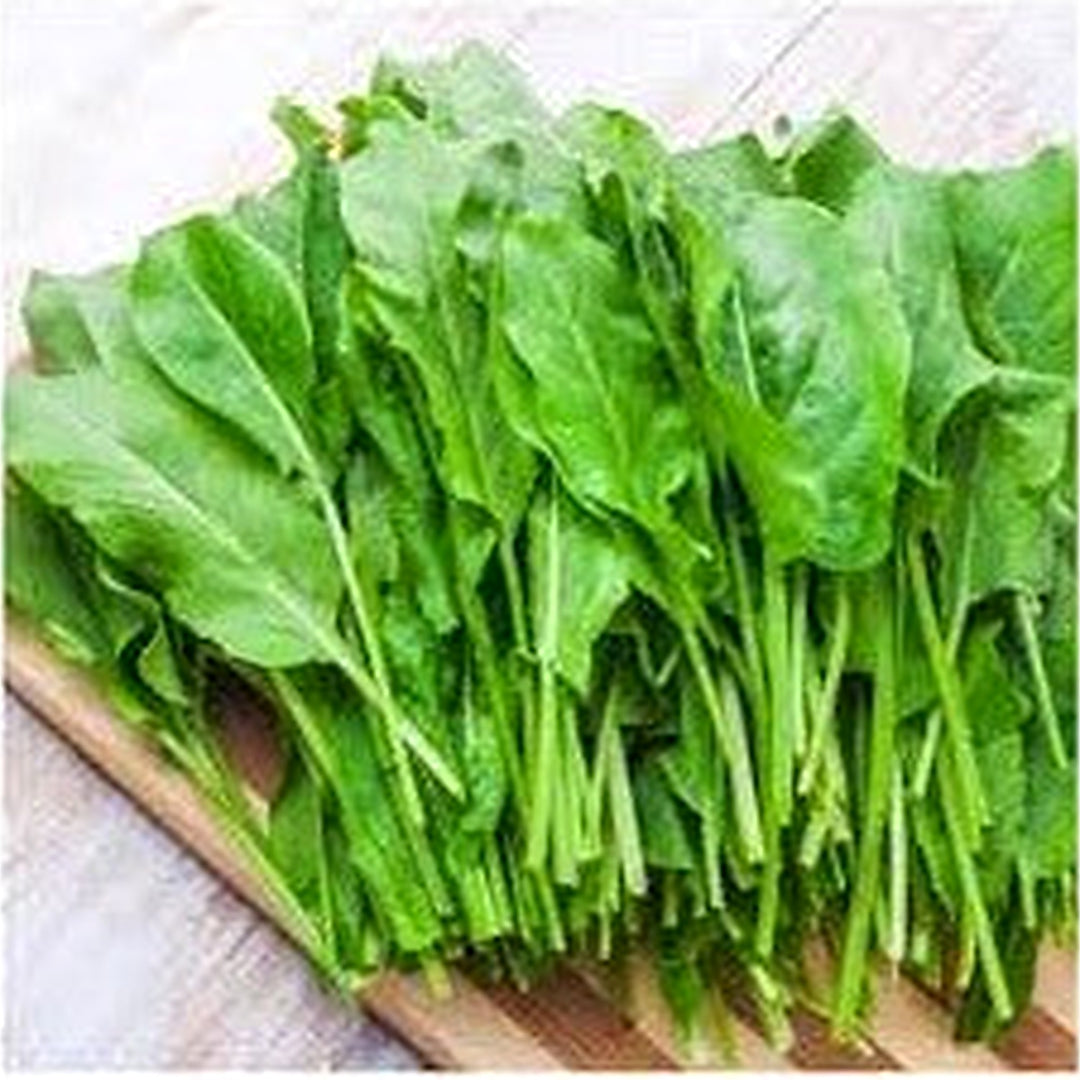 Large Leaf Sorrel (Rumex acetosa) Herb Seeds [neera-v5-dba8cc72b9eec30149b4]