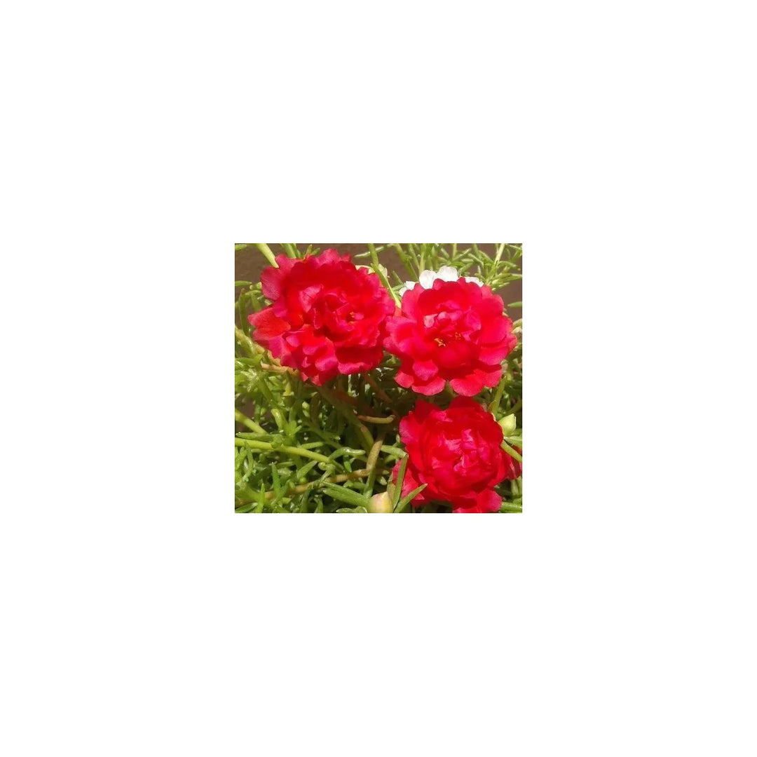 Red Portulaca Flower For Planting Non Gmo Flower Seeds for Home Garden Planting, Colorful Organic [neera-v5-dbab3c7791a0032673de]