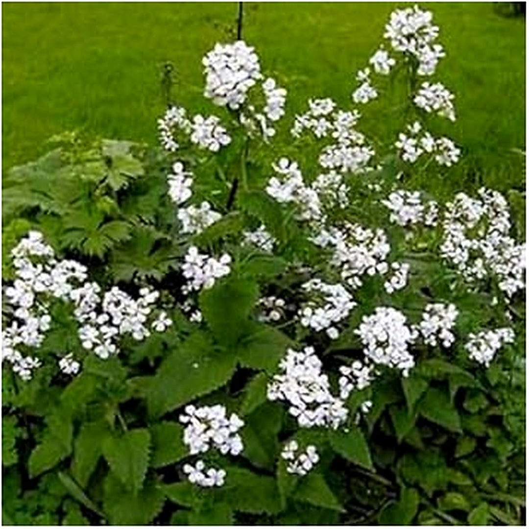 White Organic Lunaria Rediviva Flower For Planting Heirloom Non Gmo Flower Seeds for Home Garden [neera-v5-dbaeccca3d53b22a60db]