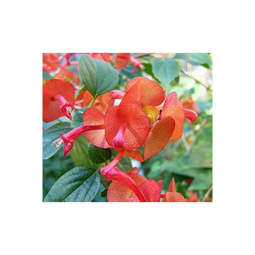 Red Holmskioldia Chinese Hat Plant Bloom For Planting In Garden Lscapes Flower Seeds for Home [neera-v5-dbb3e9de97d23ecd5c58]