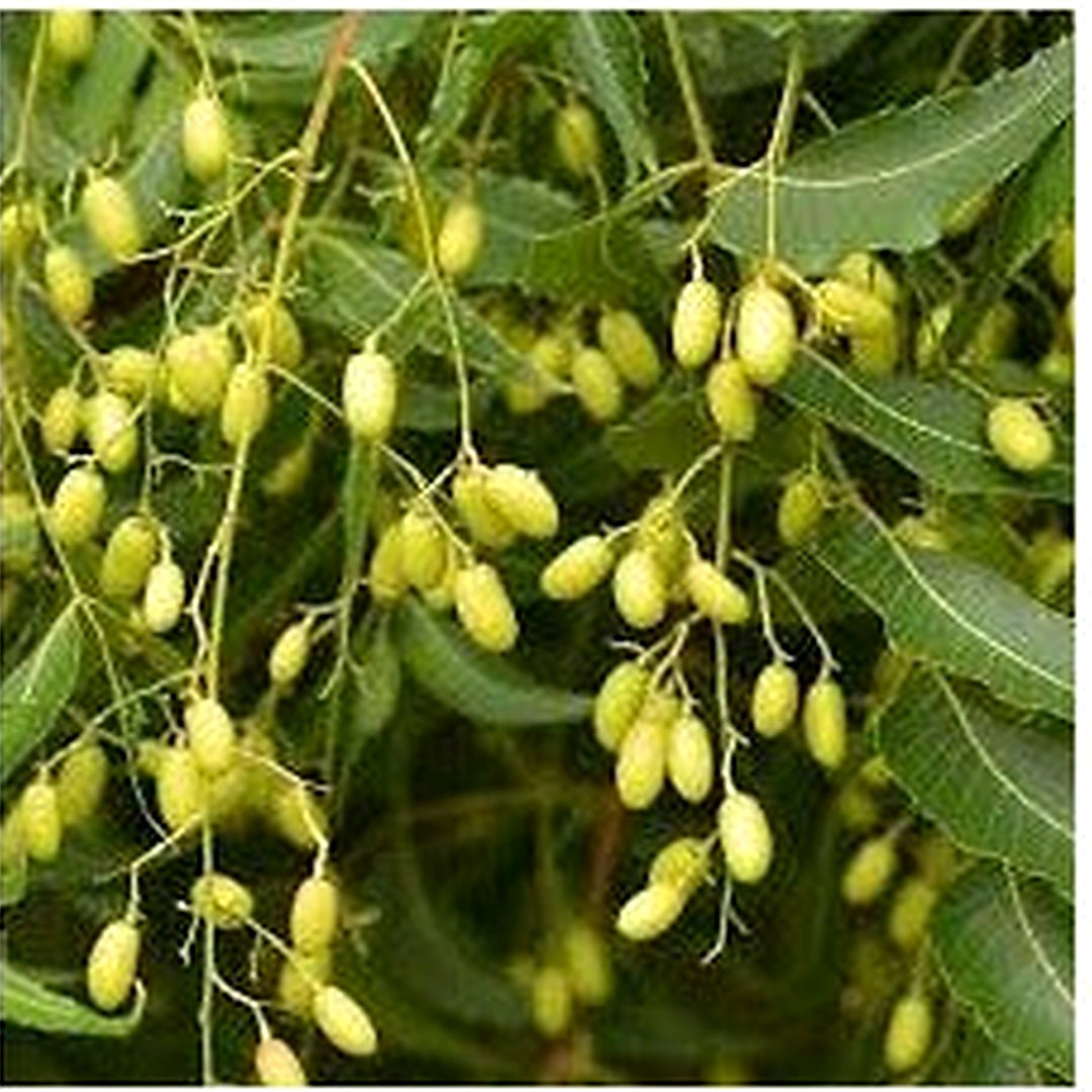 Neem Tree Seeds for Planting [neera-v5-dbbc1f5b41885bdc7317]