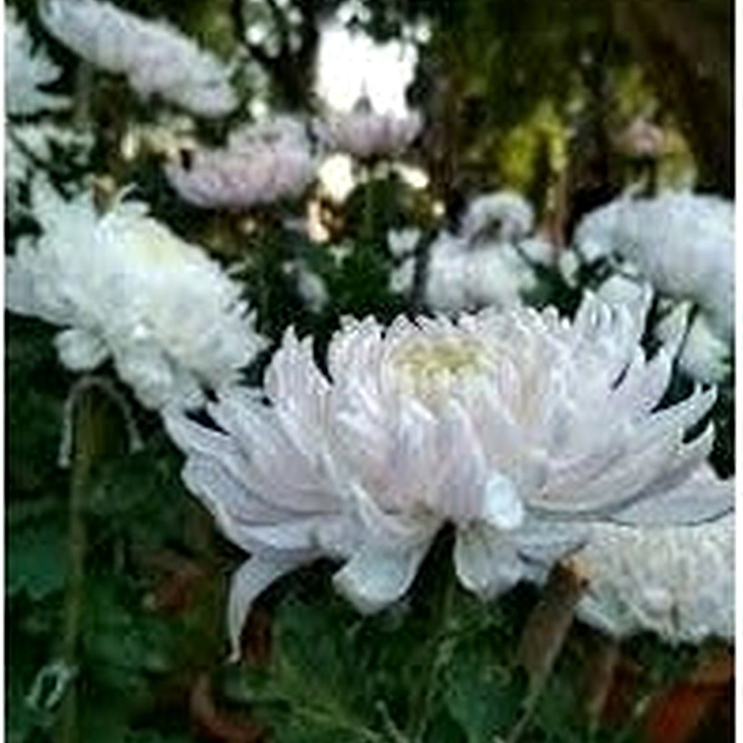 Chrysanthemum White Flower Seeds for Planting [neera-v5-dbc3ea5b52082b89b25f]