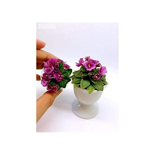 Organic Purple Mini Matthiola Flower Seeds for Planting [neera-v5-dbc56a7f713421672bbe]